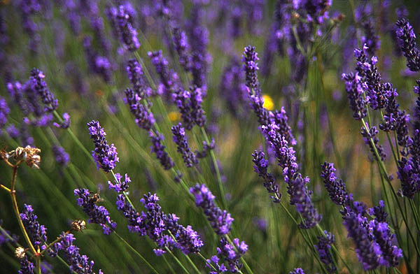 lavender