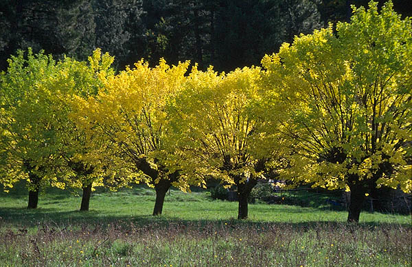 Autumn colours near Bessges, Gard.