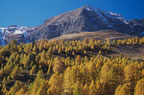 Forest of larch in autumn, near the Col de Vars, Hautes-Alpes. (107kb)