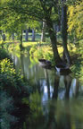 Creek near Coulon, Marais-Poitevin, Deux-Svres. (113kb)