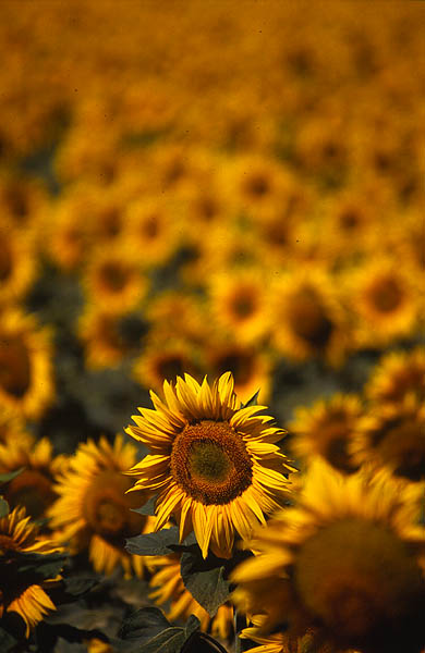 Sunflowers