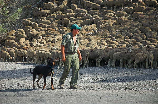 Transhumance time in the upper Valle de l'Ubaye, Alpes d'Haute Provence.